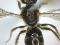 Lasioglossum