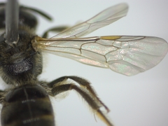 Lasioglossum