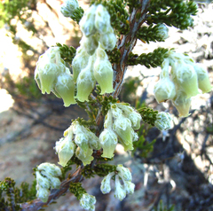 Erica flocciflora