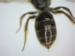 Lasioglossum