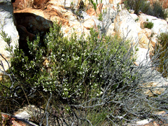 Erica flocciflora