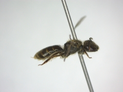 Lasioglossum