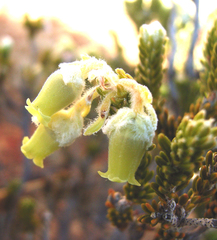 Erica flocciflora