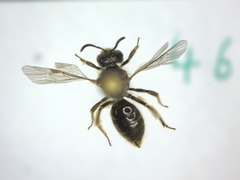 Halictidae