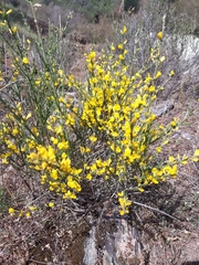 Genista polyanthos