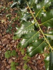 Ilex aquifolium