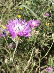 Centaurea crocodylium