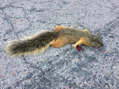 Sciurus nayaritensis