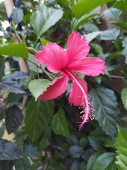 Hibiscus rosa-sinensis