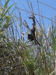 Microcarbo africanus