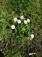 Bellis perennis