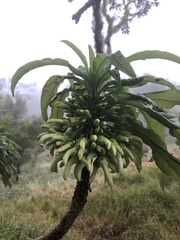 Clermontia pyrularia