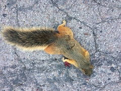 Sciurus nayaritensis