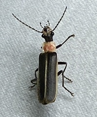 Podabrus quadratus