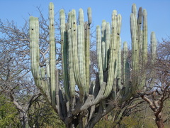 Pachycereus weberi