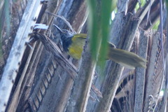 Hypergerus atriceps
