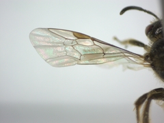 Halictidae