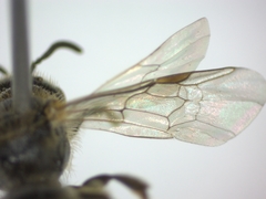 Halictidae