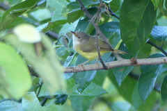 Eremomela pusilla