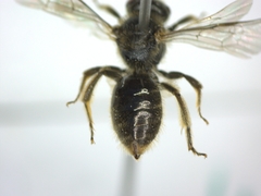 Halictidae