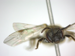 Halictidae