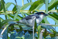 Dryoscopus gambensis