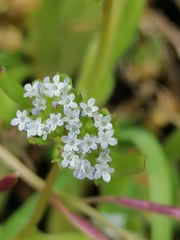 Valerianella carinata