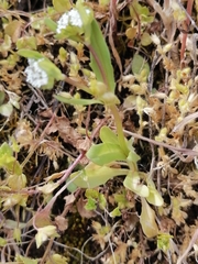 Valerianella carinata