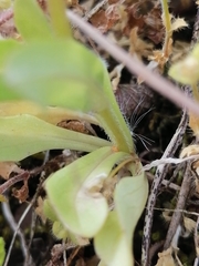 Valerianella carinata