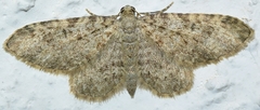 Eupithecia unitaria