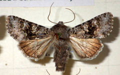 Hecatera bicolorata