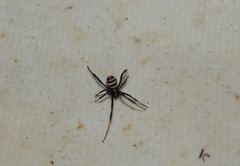 Latrodectus renivulvatus