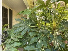 Fatsia