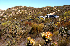 Leucadendron pubibracteolatum