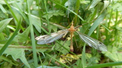 Tipula vernalis