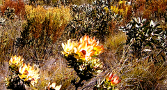 Leucadendron pubibracteolatum