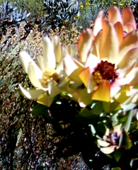 Leucadendron pubibracteolatum