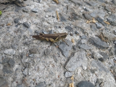 Xenocatantops brachycerus