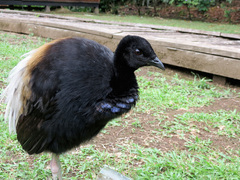 Grey-Winged Trumpeter photo 5