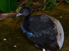 Grey-Winged Trumpeter photo 3