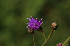 Oocephala staehelinoides