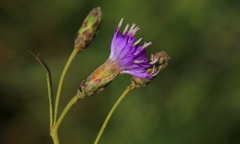 Oocephala staehelinoides