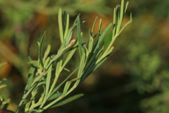 Oocephala staehelinoides