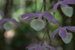 Dendrobium aphyllum