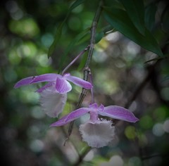 Dendrobium aphyllum