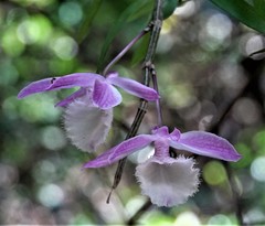 Dendrobium aphyllum