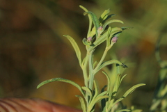 Oocephala staehelinoides