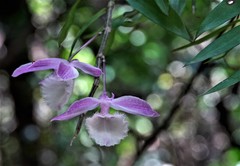 Dendrobium aphyllum