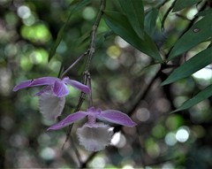Dendrobium aphyllum