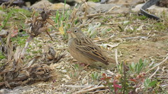 Emberiza caesia